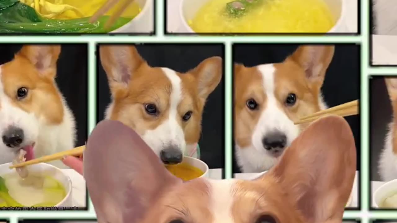 No little cabbage can escape my Teemo's mouth Corgi