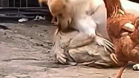 Animal fight club