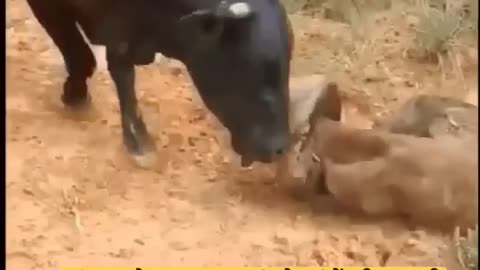 Mother love