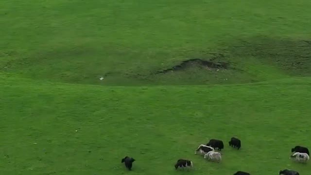 Do you know that?/You know what? Watch the grassland with you!