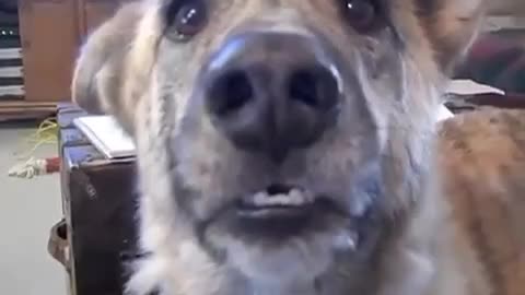 Ultimate dog tease
