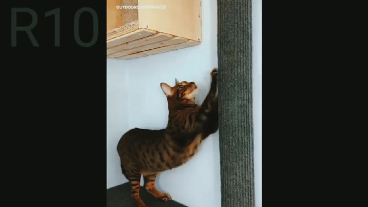 The smartness of cat😺