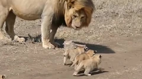 lion 🦁 Life