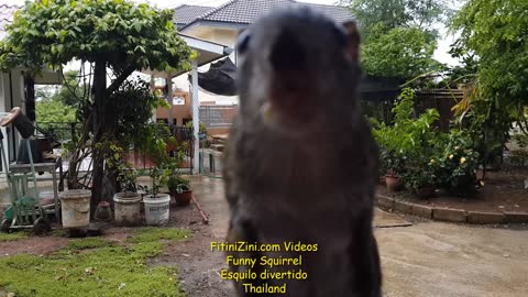 Funny #Squirrel #Écureuil #Ardilla #Esquilo #Eichhörnchen #Scoiattolo #リス #다람쥐 #กระรอก #松鼠 #Bangkok #Thailand #Fitinizini #Fitinizinicom #バンコク #タイ #방콕 #태국 #กรุงเทพ #ไทย #曼谷 #泰國