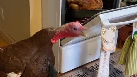 Pet Turkey Meets Thanksgiving Turkey