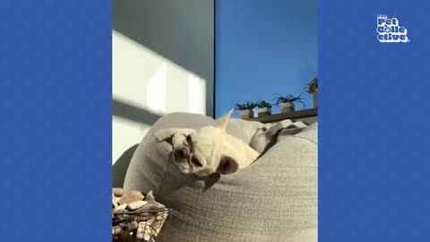 the cutest dogs in the world