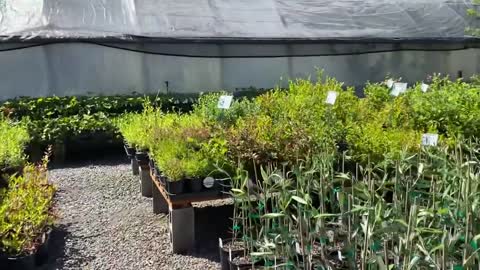 One Green World nursery - back lot tour.