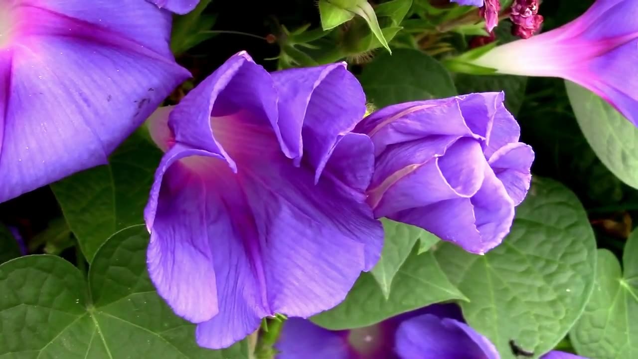 Time Lapse of Morning Glory Flowers Opening