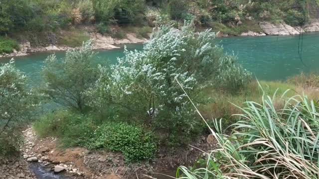 The wind in the mountain stream blows gently