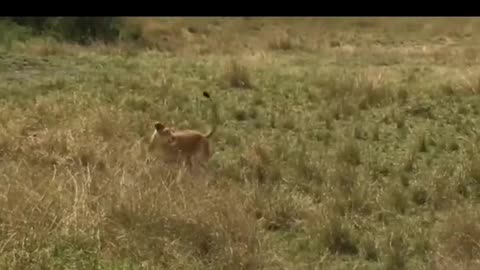 Animals