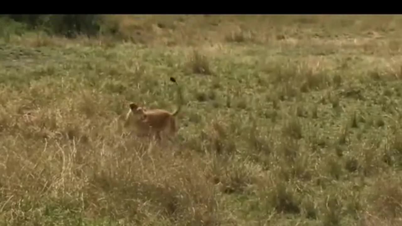 Animals