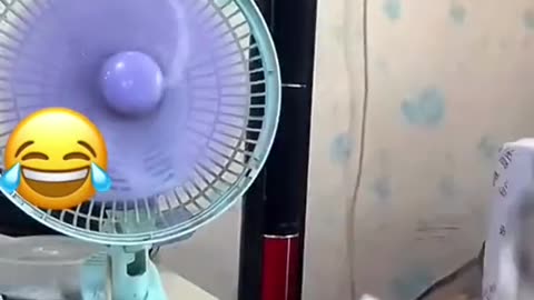 Funny videos