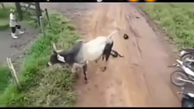 Ox&dogs fighting vedeo