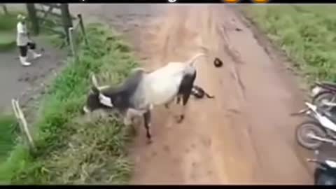 Ox&dogs fighting vedeo