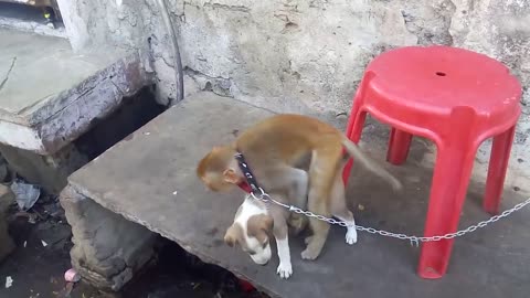 funny monkey and puppy friendship, Cute baby monkey relax and play happily with puppies