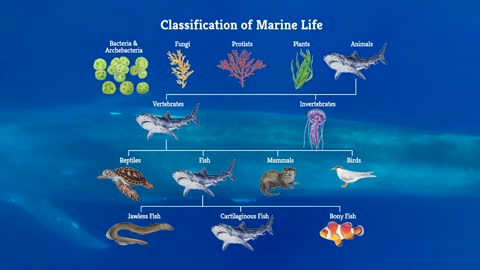 Kingdoms of Marine Life | Marine Biology | The Good and the Beautiful
