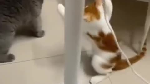 Two angry 💢 cat fighting