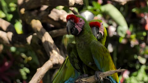 2 Birds Animal