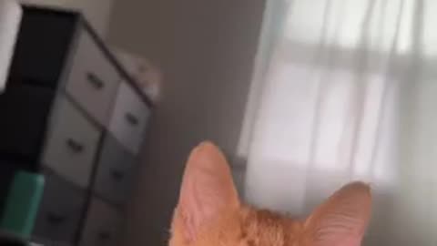 Amazing cat 🐈 trending video