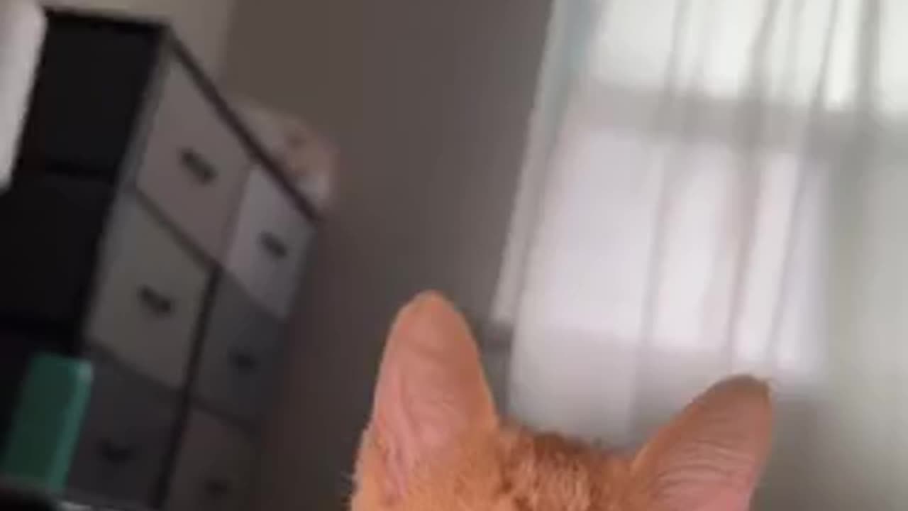 Amazing cat 🐈 trending video