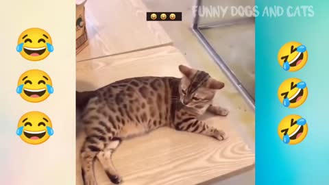 Dog and cut funny video,
