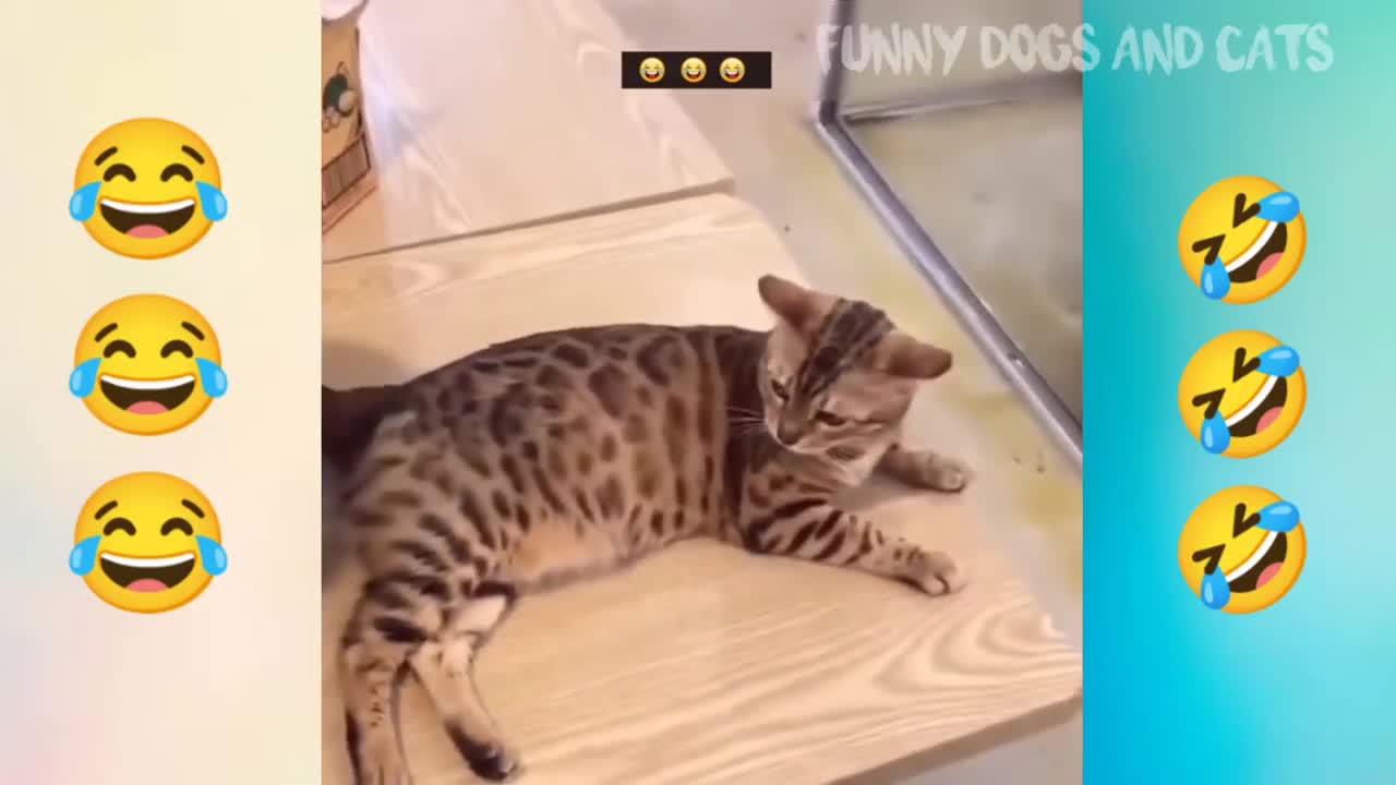 Dog and cut funny video,