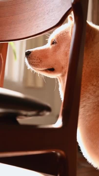 .A Cute Dog Behind a Chair