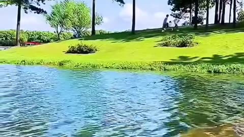 Beautiful flowers natural scenes