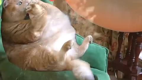 animal funny video --animal funny moment