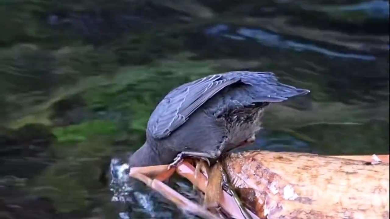 A Christmas “dip” for North America’s only true aquatic songbird, the American Dipper!