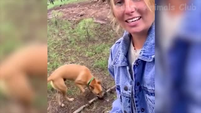 Funny Animal Videos 2022 😂 - Best Dogs And Cats Videos 😺😍 #24