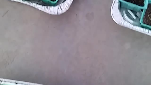 THE MARINE CAT PART 2