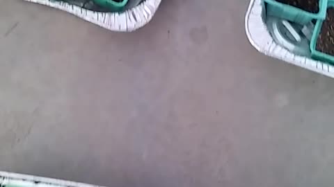 THE MARINE CAT PART 2