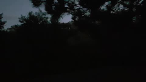 Prawdziwe wilki w Polsce.