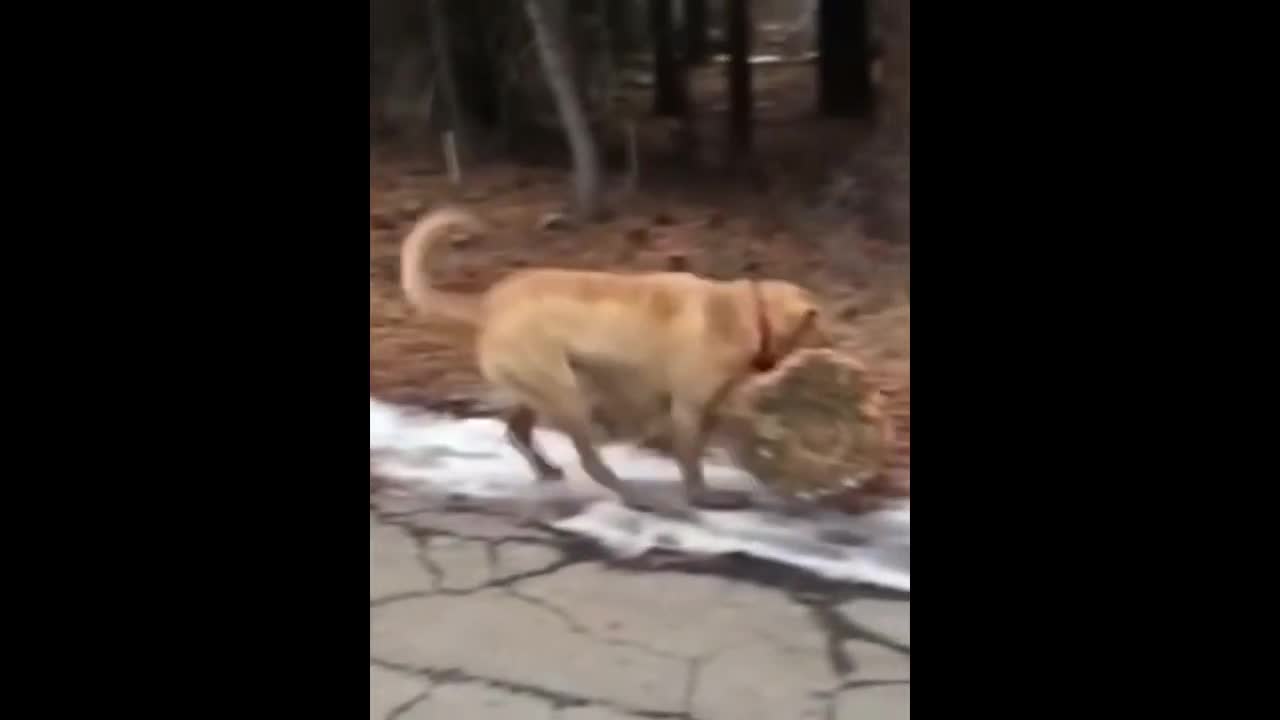 Cats Funny Videos - Cute Cats - Crazy Cats S2 S2 S2