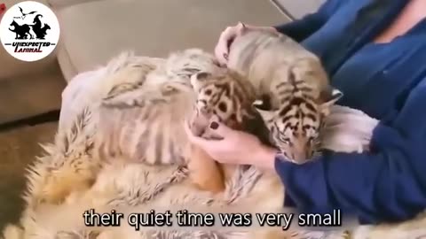Mother Cat Adopted A Tiger Cub_Years Later This Happened_(360P