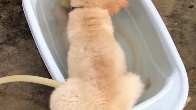The dogs are so cute!