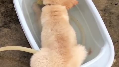 The dogs are so cute!