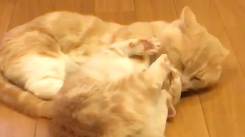 Love Pets