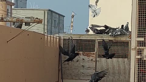 Beautiful Piegon Nice Video