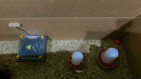 Chilling with Backyard Chicken - Episode 9