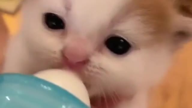 OMG So Cute Cats ♥ Best Funny Cat ❤️🐈Videos 2021 #shorts