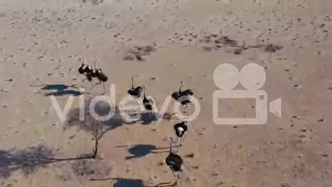 Very funny 😂🤣 video, funny 😂🤣 video, animal funny 😂🤣 video, funny shots video