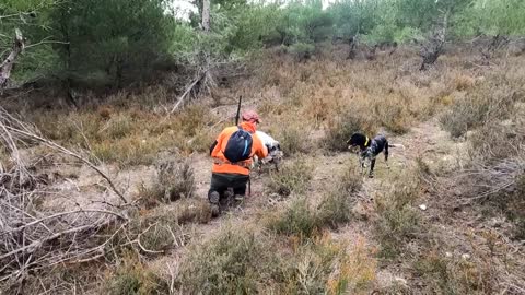 Sniness Hunt with Setter/Setter de Chasse à la Niquette/