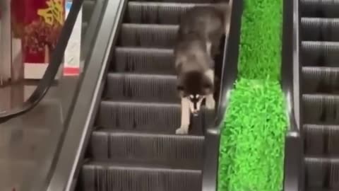 Funny dog and cat videos 😹