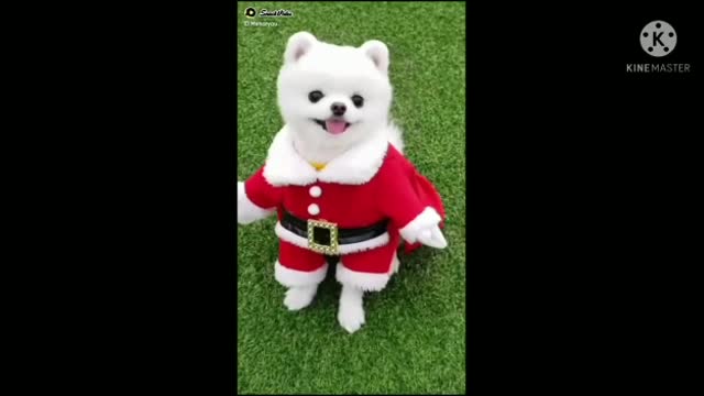 Nice Cat Funny video - Funny Videos 2021
