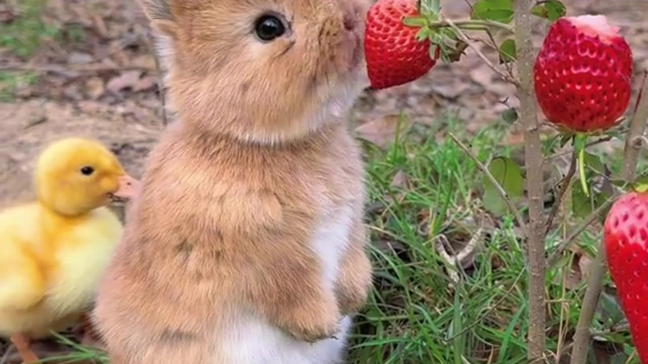 the bunny eats the strawberry