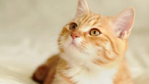 Funny cat, cute cat...