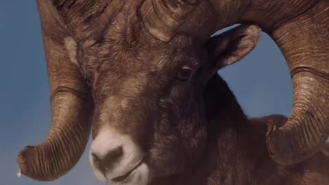 Strong lamb