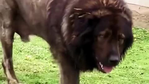 Top ten famous Dog
